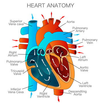 Heart anatomy, structure. Parts; right, left atrium, ventricle, valves, descending aorta, superior vena cava, pulmonary vein. Blood flow direction diagram. Circulatory system work. Vector illustration