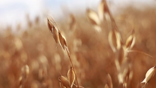 Close-up of ripe golden ears rye, oat or wheat swaying in the light wind in field. The concept of agriculture. The wheat field is ready for harvesting. The world food crisis