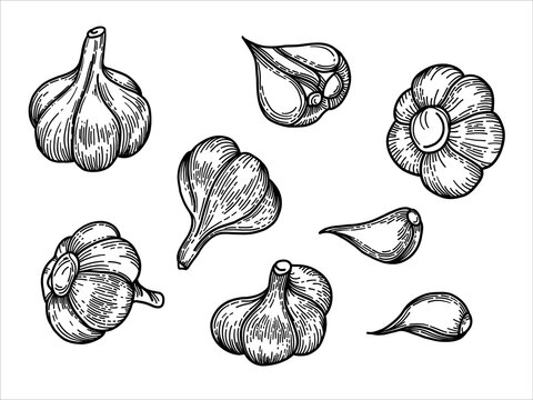 Garlic set. Hand drawn vector illustration.  Engraving style. Sketch, line art.