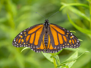 monarch butterfly,Danaus plexippus,