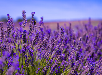 Hitchin lavender field in Ickleford near London, flower-farming vista popular for photos in summer...