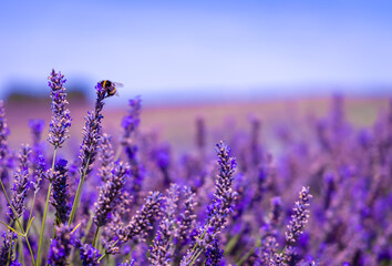 Hitchin lavender field in Ickleford near London, flower-farming vista popular for photos in summer in England
