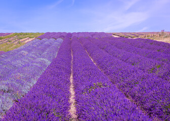 Hitchin lavender field in Ickleford near London, flower-farming vista popular for photos in summer...