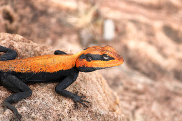 Male Peninsular Rock Agama Lizard.
