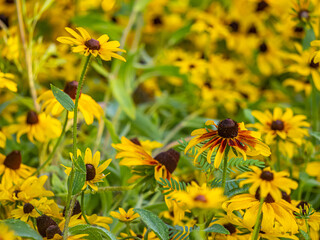 Rudbeckia hirta, black-eyed Susan,