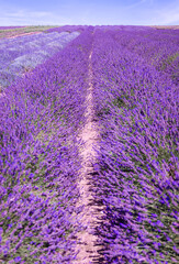 Hitchin lavender field in Ickleford near London, flower-farming vista popular for photos in summer...
