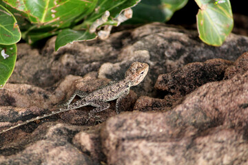 A Small Lizard in the Rocky Hill.