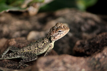 A Small Lizard in the Rocky Hill.