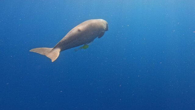 Dugong - Dugong dugon, Marsa Alam, Red sea, Egypt