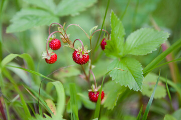 Wild strawberry plant with green leafs and ripe red fruit - Fragaria vesca.