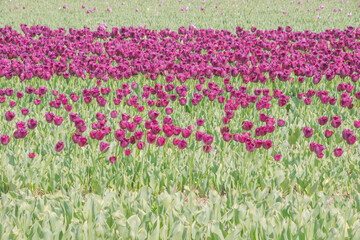 Fototapeta premium Colorful tulips blooming in spring in the famous Dutch tulip park. Taken in Keukenhof, Netherlands.