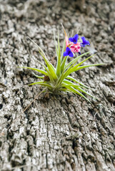 air carnation in old tree