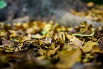 Dry leaves fall on the ground and on tree roots in autumn.