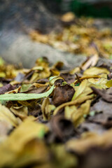 Dry leaves fall on the ground and on tree roots in autumn.