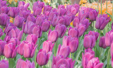 Obraz premium Colorful tulips blooming in spring in the famous Dutch tulip park. Taken in Keukenhof, Netherlands.