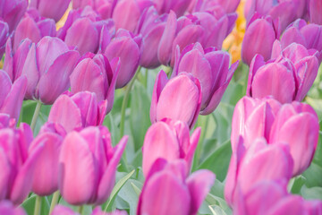 Fototapeta premium Colorful tulips blooming in spring in the famous Dutch tulip park. Taken in Keukenhof, Netherlands.