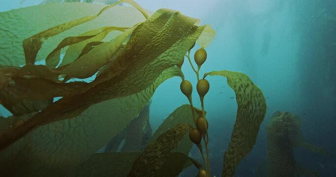Apical growing end of kelp plant.