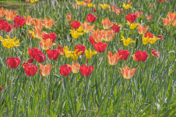 Colorful tulips blooming in spring in the famous Dutch tulip park. Taken in Keukenhof, Netherlands.