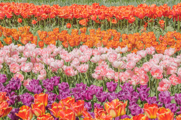 Colorful tulips blooming in spring in the famous Dutch tulip park. Taken in Keukenhof, Netherlands.