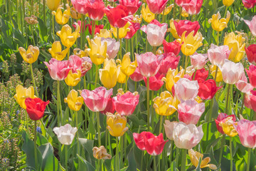 Colorful tulips blooming in spring in the famous Dutch tulip park. Taken in Keukenhof, Netherlands.