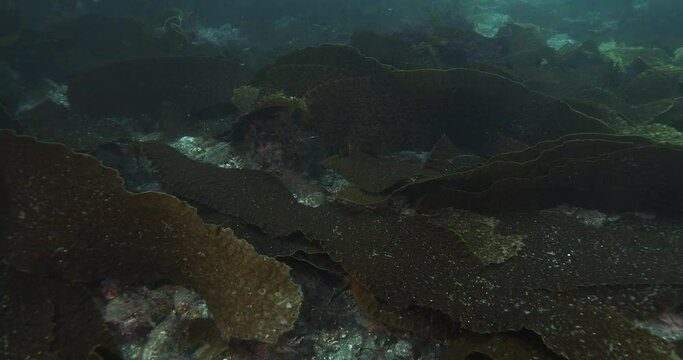 Laminaria farlowii kelp on seabed.