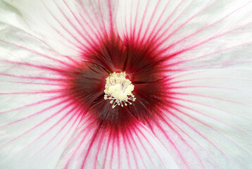 Dark pink hibiscus flower on a light background