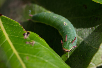Charaxes Jasius larvae