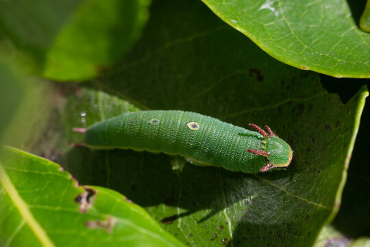 Charaxes Jasius Larvae