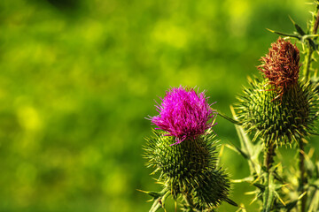 Blooming burdock, Onopordum acanthium. Pink burdock, PRICKLY TARTAR flowers on a green background of nature. Plant background, close-up.