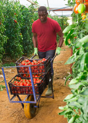 Fototapeta premium Focused african american man engaged in harvesting tomatoes at vegetable farm working with trolley full of boxes with harvest