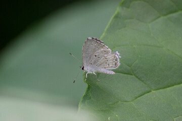 Butterfly 2020-81 / Eastern Tailed Blue Butterfly (Cupido comyntas) 