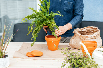 Close-up of male hands transplanting homemade fern into a ceramic pot. The concept of home...