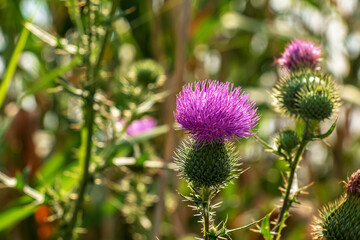 Blooming burdock, Onopordum acanthium. Pink burdock, PRICKLY TARTAR flowers on a green background of nature. Plant background, close-up.