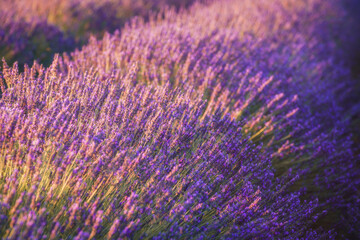 Fototapeta na wymiar Lavender fields with a stone house and a ballon in the sky at sunrise, summer in Valensole, Provence, France
