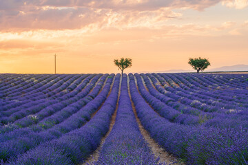 Lavender fields with a tree at sunset, summer in Provence, France