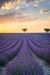 Fototapeta na wymiar Lavender fields with a tree at sunset, summer in Provence, France