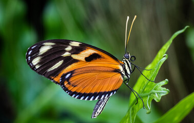 Tiger Longwing Butterfly flying freely in a vivarium.