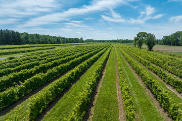 Fototapeta na wymiar Aerial view of a vineyard in the St. Lawrence Valley, Quebec, Canada