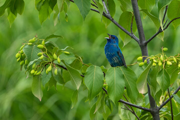 Beautiful Indigo Bunting signing in a park.