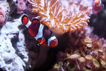 close up on red clownfish in the coral reef