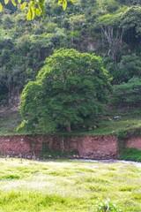 &aacute;rbol con ra&iacute;ces y rio