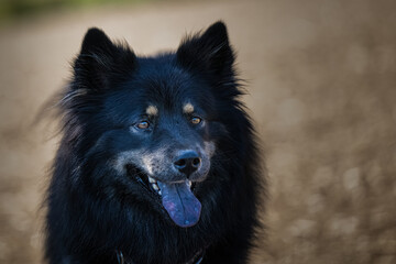 2022-08-06 A SHEPARD CHOW MIX WITH BEAUTIFUL EYES AND A BLACK TOUNGE AT THE MARYMOOR OFF LEASH DOG AREA IN REDMOND WASHINGTION