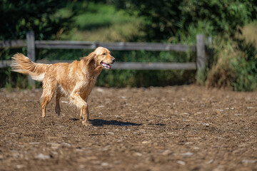 2022-08-07 AN ADULT GOLDEN RETRIEVER WALKING THROUIGH A OPEN AREA AT THE MARYMOOR OFF LEASH DOG PARK IN REDMOND WASHINGTON