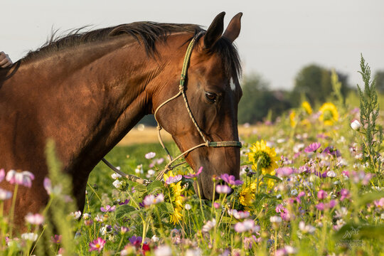 Pferdeportrait in bunten Blumen