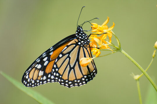 Butterfly 2020-84 / Monarch butterfly (Danaus plexippus)