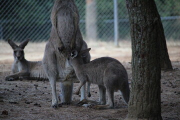 kangourou