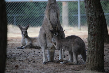 kangourou