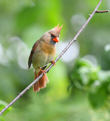 red cardinals standing on the spring green tree branch