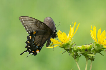 Butterfly 2020-86 / Eastern Tiger Swallowtail (Papilio glaucus)