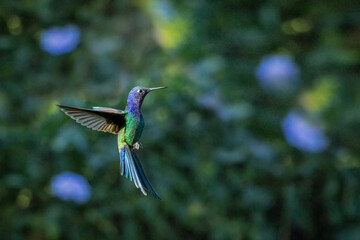 hummingbird standing in the air
